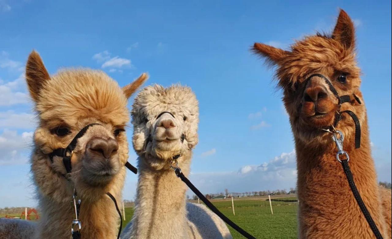 Vakantieboerderij Huize Nuis Noordbeemster ภายนอก รูปภาพ