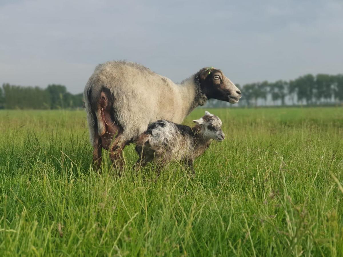 Vakantieboerderij Huize Nuis Noordbeemster ภายนอก รูปภาพ